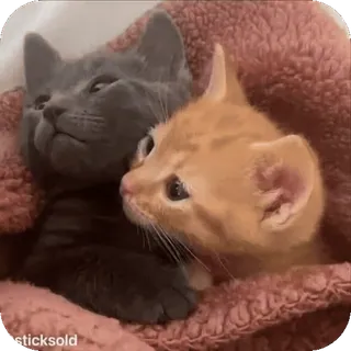 ❤ 2a62e245 котята, кошки, милые, животные, питомцы, домашние животные, детеныши telegram sticker