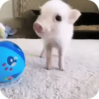 🥰 2b814d25 поросёнок, свинья, животное, милый, питомец, домашнее животное telegram sticker