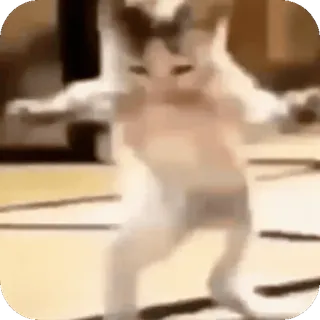 👍 2bcb3c40 кот, танцы, животное, мем, смешно telegram sticker