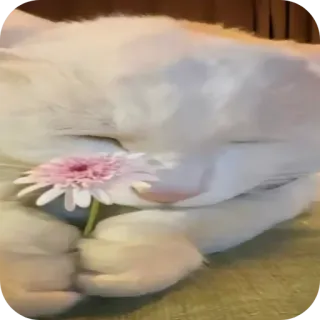 🥰 365bc1db кот, цветок, животное, милый, домашнее животное, питомец telegram sticker