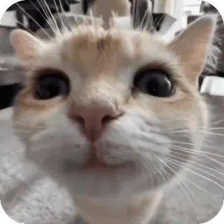 ❤ 3fb7af77 кошка, питомец, животное, милый, домашний, кошачий telegram sticker