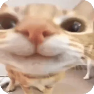 ❤ 4f2a698f кот, рыжий кот, животное, домашнее животное telegram sticker