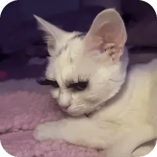 😘 64bfd0f2 кот, котенок, животное, ресницы, красота, питомец, милый, домашний telegram sticker