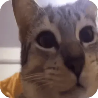 🤨 81ab9276 кот, животное, питомец, домашнее животное, млекопитающее, кошачий telegram sticker