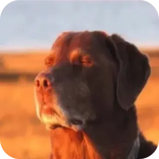 😌 86bc6a03 собака, животное, домашнее животное, шоколадный лабрадор, лабрадор, коричневая собака, портрет собаки telegram sticker