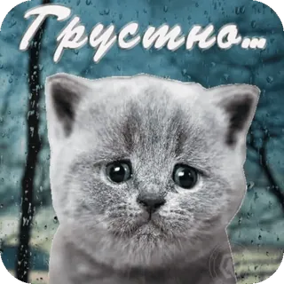 😢 aad8f5db Грустно... грустный, кот, котенок, дождь, меланхолия, милый, животное telegram sticker