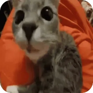 🤨 e061e74b кот, котёнок, животное, домашнее животное, милый, домашнее животное telegram sticker