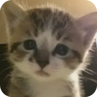 🥺 f2cb9b05 котенок, кошка, животное, милый, питомец, домашнее животное, кошачий telegram sticker