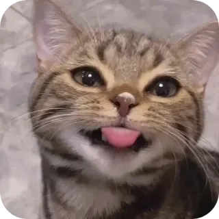 👅 f979f5e2 кот, животное, питомец, высовывает язык, смешной, милый, млекопитающее, домашнее животное telegram sticker