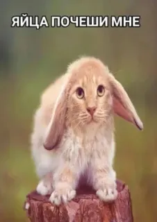 😏 422a9be9 ЯЙЦА ПОЧЕШИ МНЕ thỏ, mèo, hài hước, lai, dễ thương, động vật, meme telegram sticker