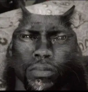 😐 debb9ca6 mèo, hài hước, meme, động vật, hình người, đen, thú cưng telegram sticker