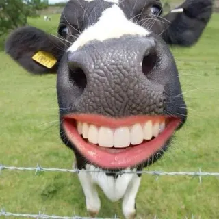 😁 35291466 sapi, binatang, pertanian, senyum, gigi, lucu, humor telegram sticker