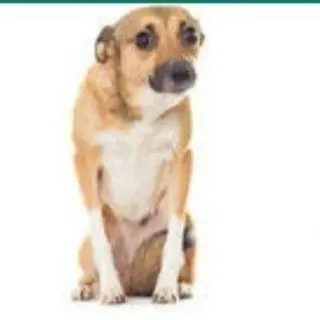 🥺 55f6aef7 anjing, binatang, imut, hewan peliharaan, anak anjing, anjing kecil telegram sticker