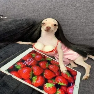 💅 574a81e1 anjing, kostum, chihuahua, hewan peliharaan, humor, stroberi, tablet telegram sticker