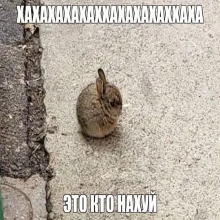 🤨 8eec68fe ХАХАХАХАХАХХАХАХАХАХКХАХА
ЭТО КТО НАХУЙ kelinci, bunny, binatang, humor, rusia, menyinggung, meme telegram sticker