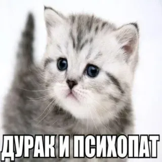 🤪 93f015ad ДУРАК И ПСИХОПАТ anak kucing, kucing, hewan, lucu, meme telegram sticker