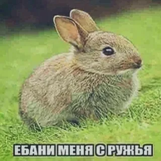 🐰 aee97395 ЕБАНИ МЕНЯ С РУЖЬЯ kelinci, bunny, binatang, lucu, meme, ofensif, makian, teks telegram sticker