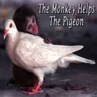 🐒 b12790a8 The Monkey Helps The Pigeon monyet, merpati, binatang, persahabatan, burung, satwa liar, lucu telegram sticker