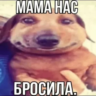 🐶 ffbb363e MAMA HAC
БРОСИЛА. anjing, meme, lucu, dachshund, teks telegram sticker