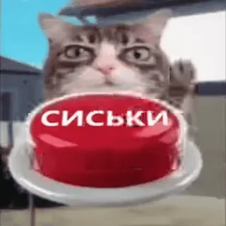 🍓 0878f064 СИСЬКИ gato, botão, texto, animal, meme telegram sticker