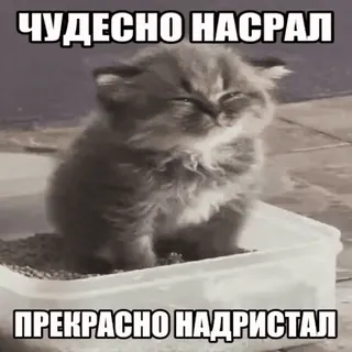 💩 aea8b555 ЧУДЕСНО НАСРАЛ
ПРЕКРАСНО НАДРИСТАЛ gato, gatinho, caixa de areia, humor, russo, meme telegram sticker