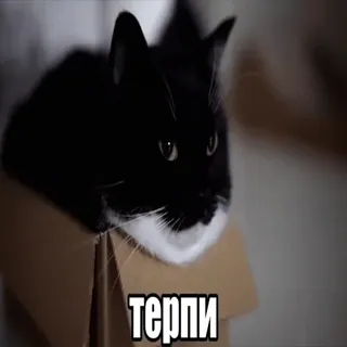 ⌛️ b1a711c5 терпи gato, caixa, animal, gato smoking telegram sticker