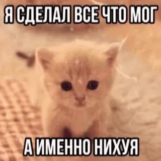 ✅ d15cd9ec Я СДЕЛАЛ ВСЕ ЧТО МОГ
А ИМЕННО НИХУЯ gato, gatinho, meme, russo, ofensivo, humor telegram sticker