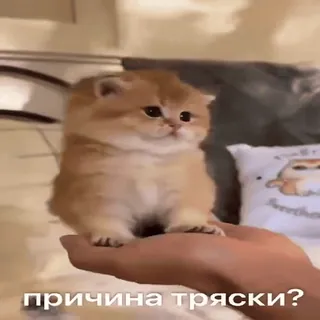 🫨 d6fc25b5 причина тряски? gato, gatinho, fofo, animal, animal de estimação, russo telegram sticker
