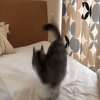 🔄 e79e1b17 gato, pulando, cama, animal doméstico, felino, animal de estimação, animal telegram sticker