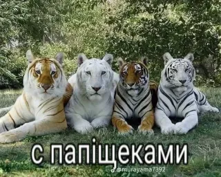 🌟 613679d6 с папіщеками tygrys, zwierzę, dzika przyroda, natura, wielkie koty telegram sticker