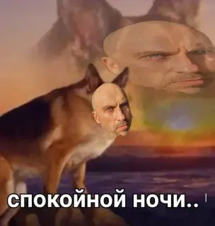 🥱 8128729d спокойной ночи..! dog, good night, russian, meme telegram sticker