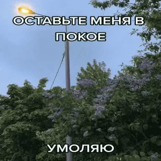 😔 c5e602f9 ОСТАВЬТЕ МЕНЯ В ПОКОЕ
УМОЛЯЮ natura, lilla, albero, cielo, testo, lasciatemi stare, implorare telegram sticker