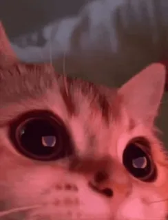 😍 07df239d chat, animal de compagnie, animal, chaton, mignon, yeux telegram sticker