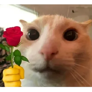 🌹 299d9efd chat, rose, animal, fleur, mignon, drôle telegram sticker