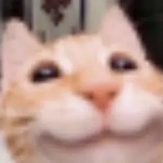 😼 3c2c3872 chat, animal, animal de compagnie, mème, chat roux, drôle telegram sticker