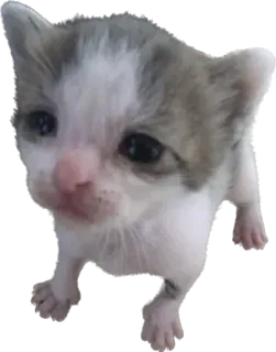 🥺 66e1d2d6 chaton, chat, animal de compagnie, animal, mignon, domestique, félin telegram sticker