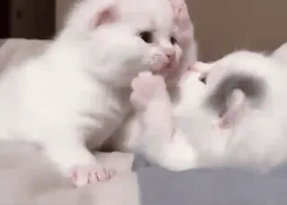 🥰 76c5f7dd chaton, chat, animal, mignon, animal de compagnie, animal domestique, félin telegram sticker