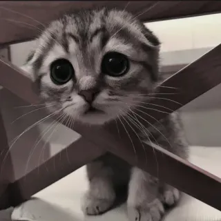 🍄 7f4d14d8 chat, chaton, mignon, animal, animal de compagnie, Scottish Fold, gris, chat domestique telegram sticker