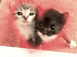 😺 8f881c90 chaton, chat, animal, mignon, animal de compagnie, animal domestique, poilu telegram sticker