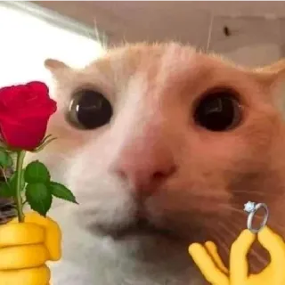 💍 c901af29 chat, bague, demande en mariage, rose, amour, mains emoji telegram sticker