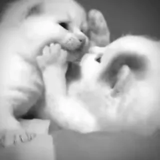 🐾 e20be4ad chatons, chats, animaux, mignon, jouer telegram sticker