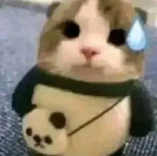 ➰ a94ff86e แมว, มีม, ตลก, น่ารัก, ประหม่า, เหงื่อ whatsapp sticker