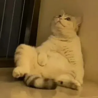 ➰ fec5feb6 แมว, สัตว์, ตลก, สัตว์เลี้ยง, สัตว์เลี้ยงลูกด้วยนม, นั่ง whatsapp sticker