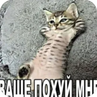 😘 2193028f ВАШЕ ПОХУЙ МНЕ кот, мем, русский, смешной, расслабленный telegram sticker