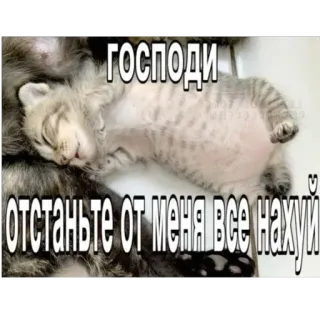 🤬 2802137b господи
отстаньте от меня все нахуй котёнок, кот, мем, русский язык, оскорбительный telegram sticker