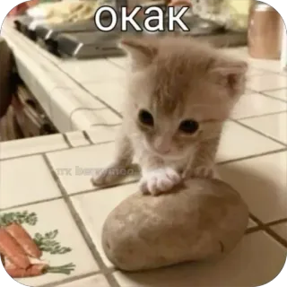 🙂 493a553e окак котёнок, кот, картофель, милый, животное, питомец telegram sticker