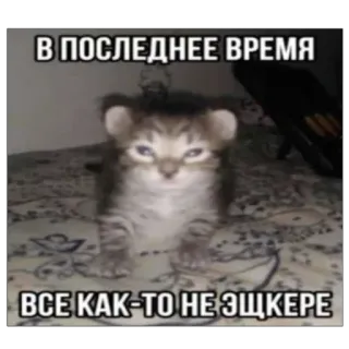 🥲 507cf367 В ПОСЛЕДНЕЕ ВРЕМЯ
ВСЕ КАК-ТО НЕ ЭЩКЕРЕ кот, мем, смешной, животное, котенок, русский telegram sticker