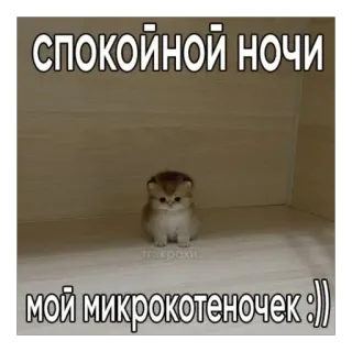 💤 70b2646b СПОКОЙНОЙ НОЧИ мой микрокотеночек :)) кот, котёнок, милый, спокойной ночи, питомец telegram sticker