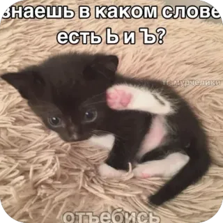 🥰 71b666f9 знаешь в каком слове есть ъ и ь?
отъебись котёнок, кот, смешной, русский, обидный telegram sticker