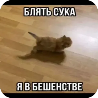 😡 87a98fbf БЛЯТЬ СУКА
Я В БЕШЕНСТВЕ кот, русский, оскорбительный, мем, злой telegram sticker